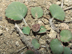 Pozoa coriacea