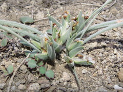 Olsynium chrysochromum