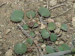 Pozoa coriacea