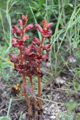 Orobanche alba xanthostigma