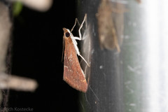 Pyrausta atropurpuralis