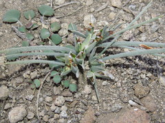 Olsynium chrysochromum