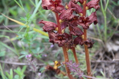 Orobanche alba xanthostigma