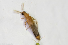 Distremocephalus texanus