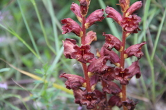 Orobanche alba xanthostigma