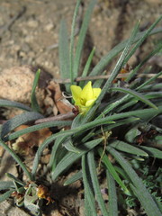 Olsynium chrysochromum