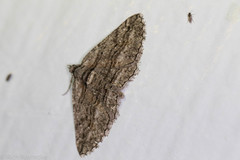 Hemimorina dissociata