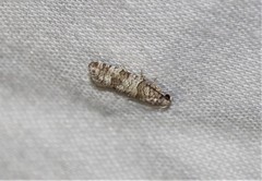 Retinia gemistrigulana