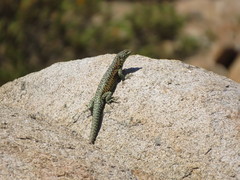 Liolaemus nigroviridis