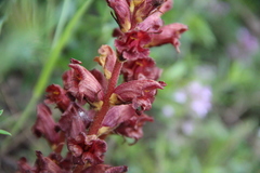 Orobanche alba xanthostigma