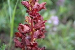 Orobanche alba xanthostigma