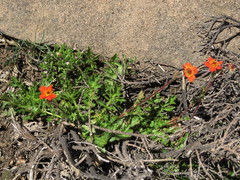 Geum quellyon