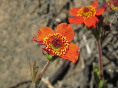 Geum quellyon