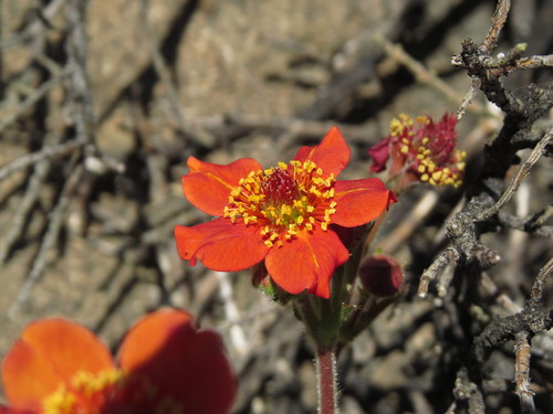 Image of Geum quellyon by (c) Nicolás Lavandero, some rights reserved (CC BY)