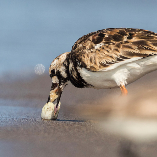 Ruddy Turnstone
