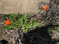 Geum quellyon