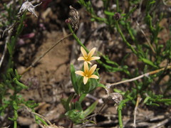 Collomia biflora