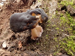 Gyromitra sphaerospora