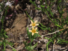 Collomia biflora