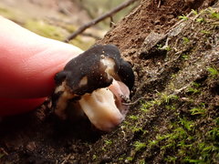 Gyromitra sphaerospora