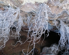 Roccellina hypomecha hypomecha