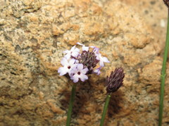 Junellia spathulata