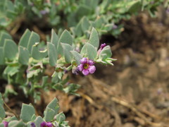 Melosperma andicola