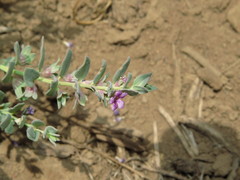 Melosperma andicola