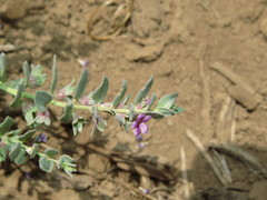 Melosperma andicola