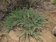 Melosperma andicola