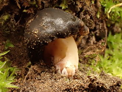 Gyromitra sphaerospora