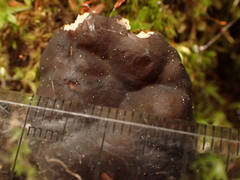Gyromitra sphaerospora