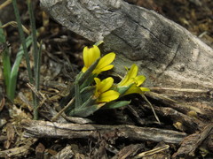 Olsynium chrysochromum