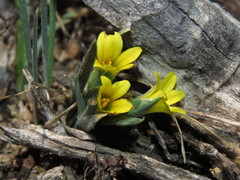 Olsynium chrysochromum
