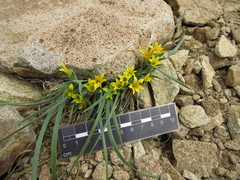 Olsynium chrysochromum