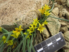 Olsynium chrysochromum