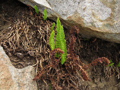 Polystichum andinum