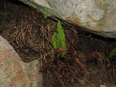 Polystichum andinum