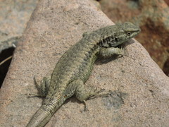 Liolaemus frassinettii