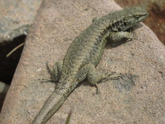 Liolaemus frassinettii