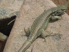 Liolaemus frassinettii