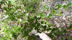 Dodonaea viscosa cuneata