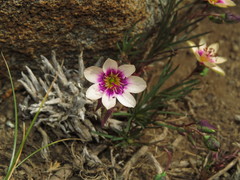 Montiopsis andicola