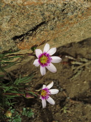 Montiopsis andicola