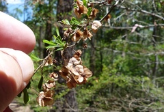 Dodonaea viscosa cuneata