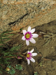 Montiopsis andicola