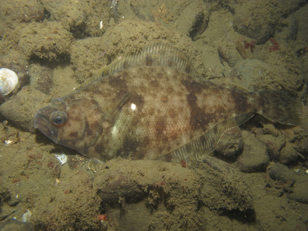 Pacific Sanddab
