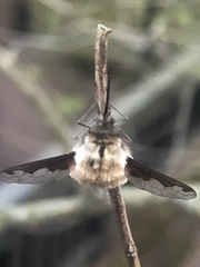 Bombylius major
