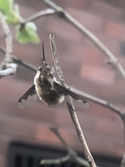 Bombylius major