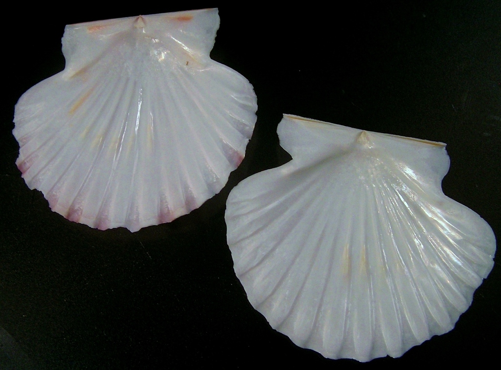 Annachlamys